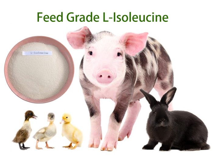 Why should L-isoleucine be added to the feed