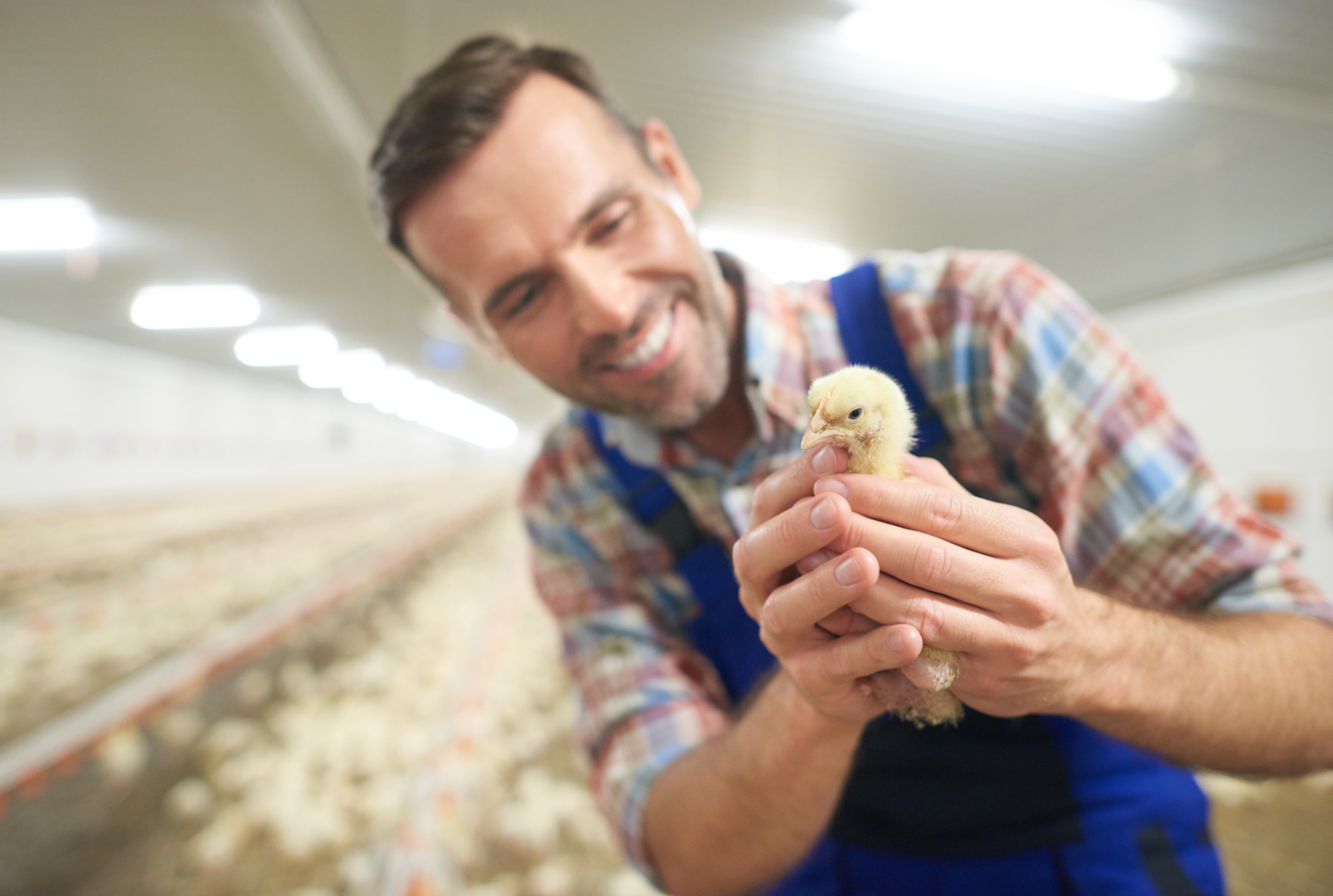 chicks need phospahte