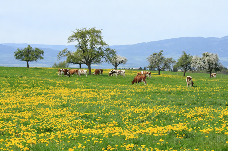 Effects of zinc sulfate monohydrate on cattle and sheep