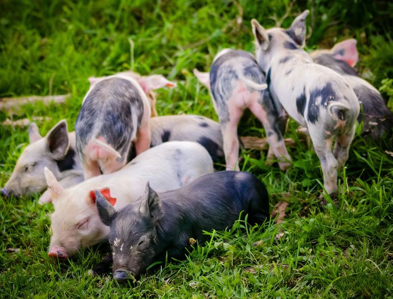 The important role of methionine in piglets