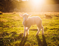 //iprnrwxhkqrq5q.leadongcdn.com/cloud/lmBqnKmmSRpkljmoknkp/DCP-for-sheep.jpg