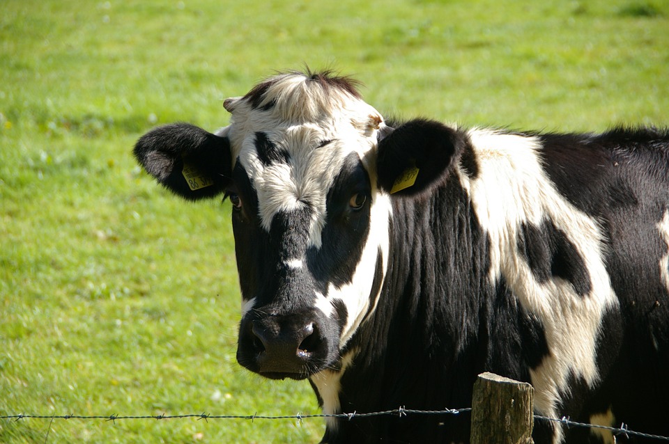 Amino acids for animal