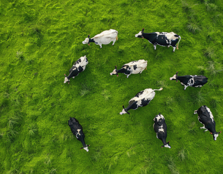 cows.jpg