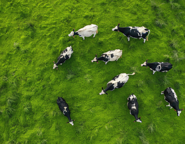 cows