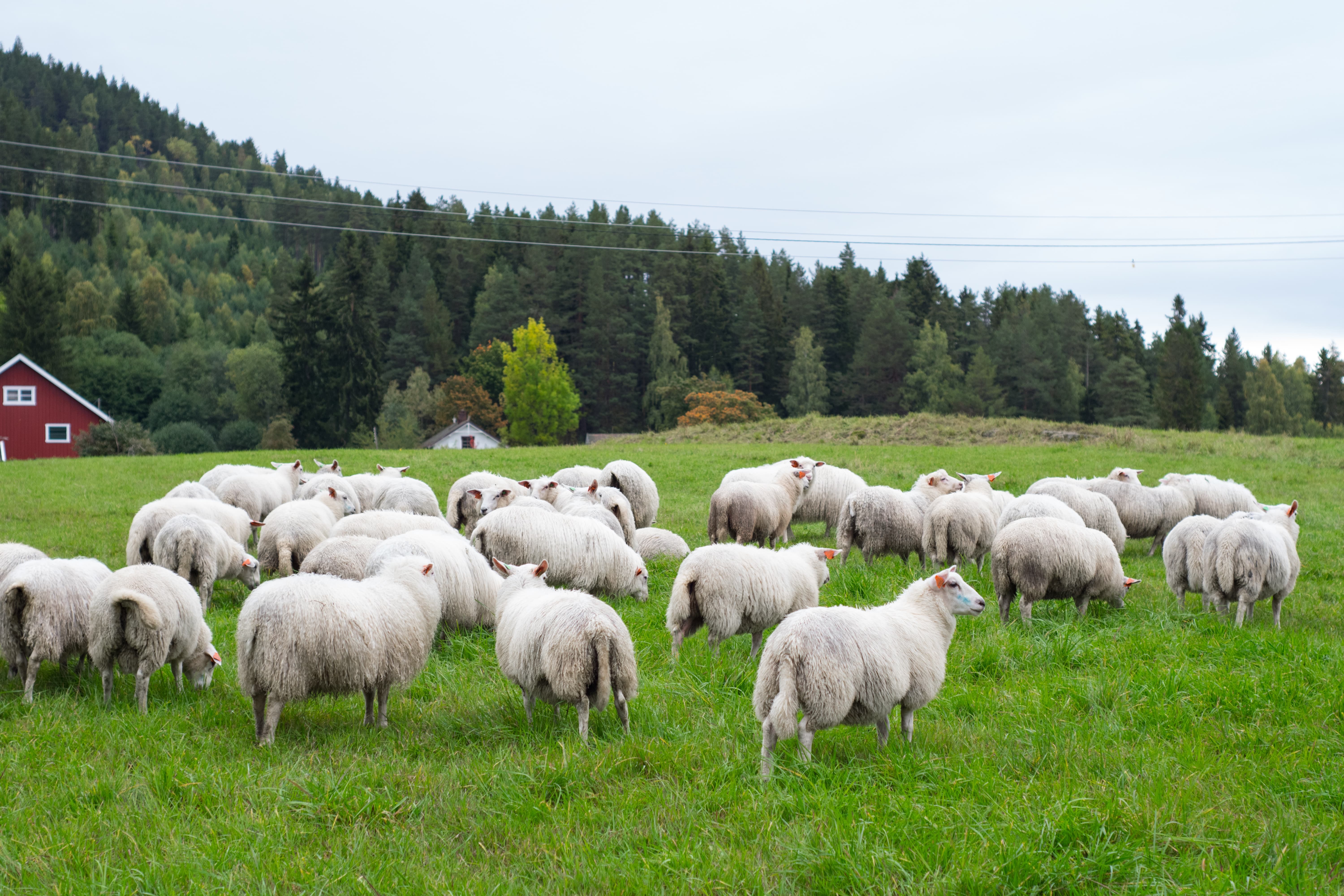 feed grade vitamin for sheep