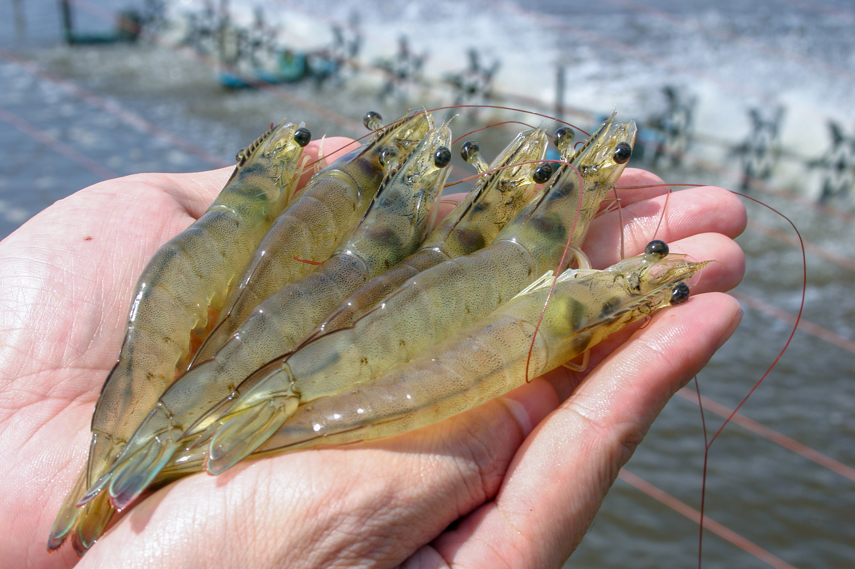 Lutein for shrimp