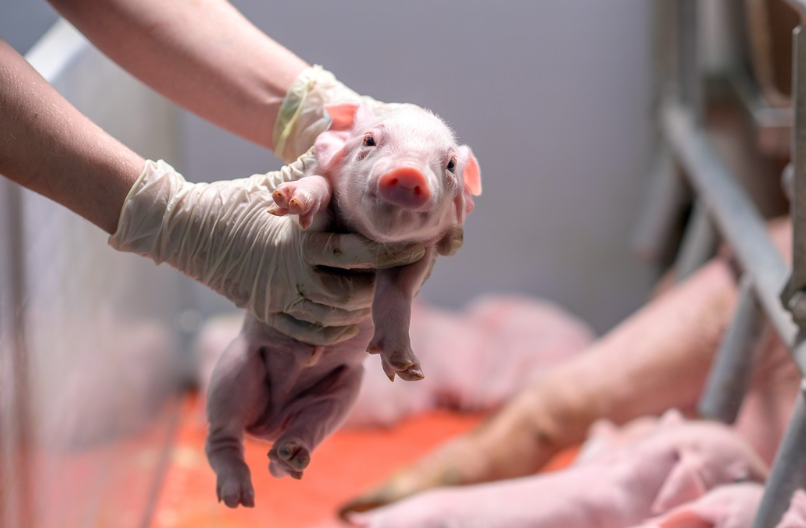 pig feed