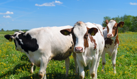 //iprnrwxhkqrq5q.leadongcdn.com/cloud/lnBqnKmmSRojoonoqpkm/cattle.png