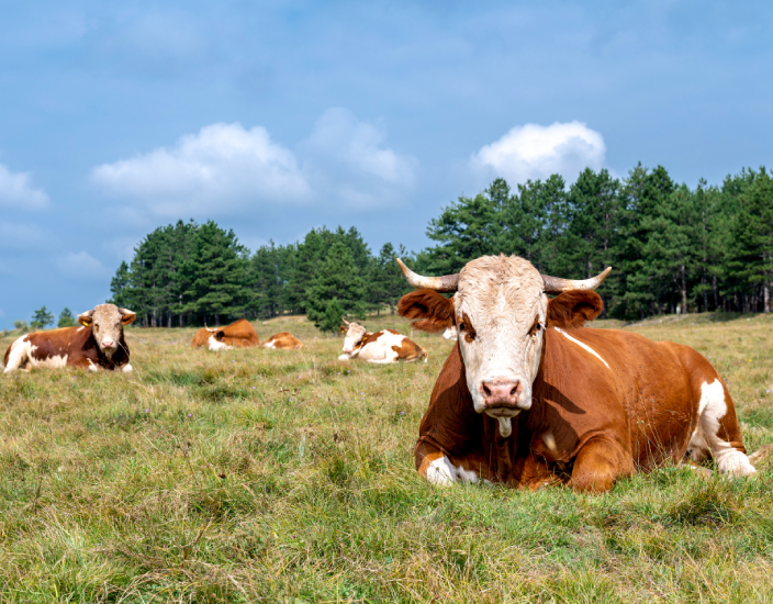 Optimizing Animal Nutrition with Feed Grade MDCP