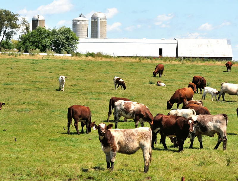 Application of rumen-protected methionine in ruminants