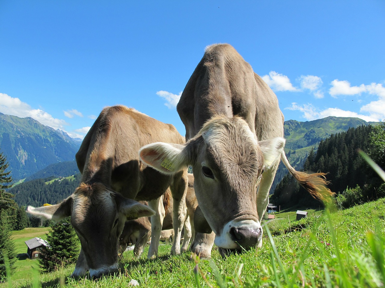 trace element additives for cattle
