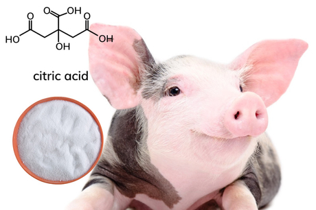 citric acid pig.jpg