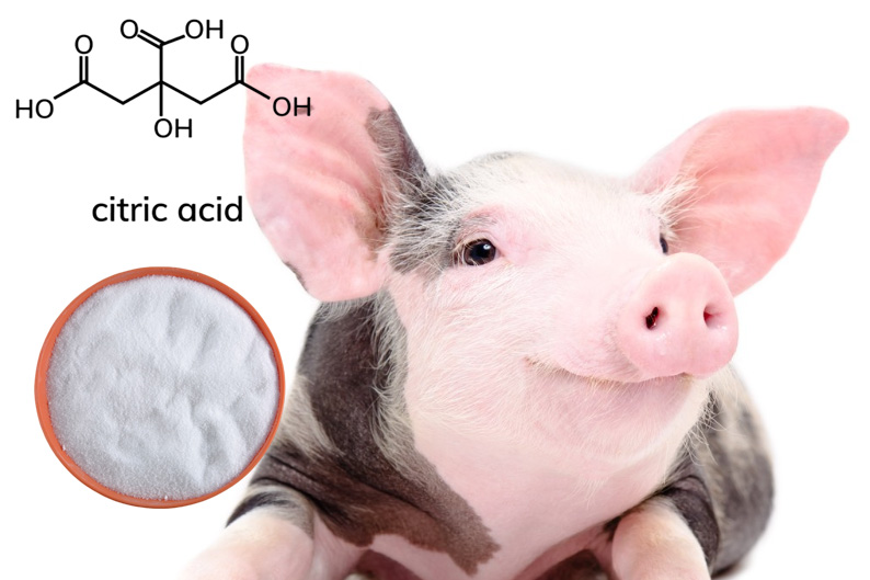 citric acid pig