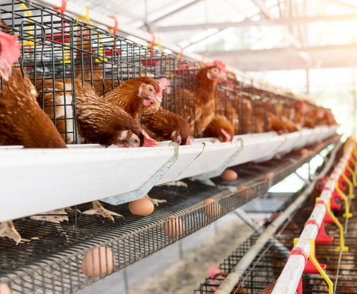 How to prevent the heat stress of layer hens in summer