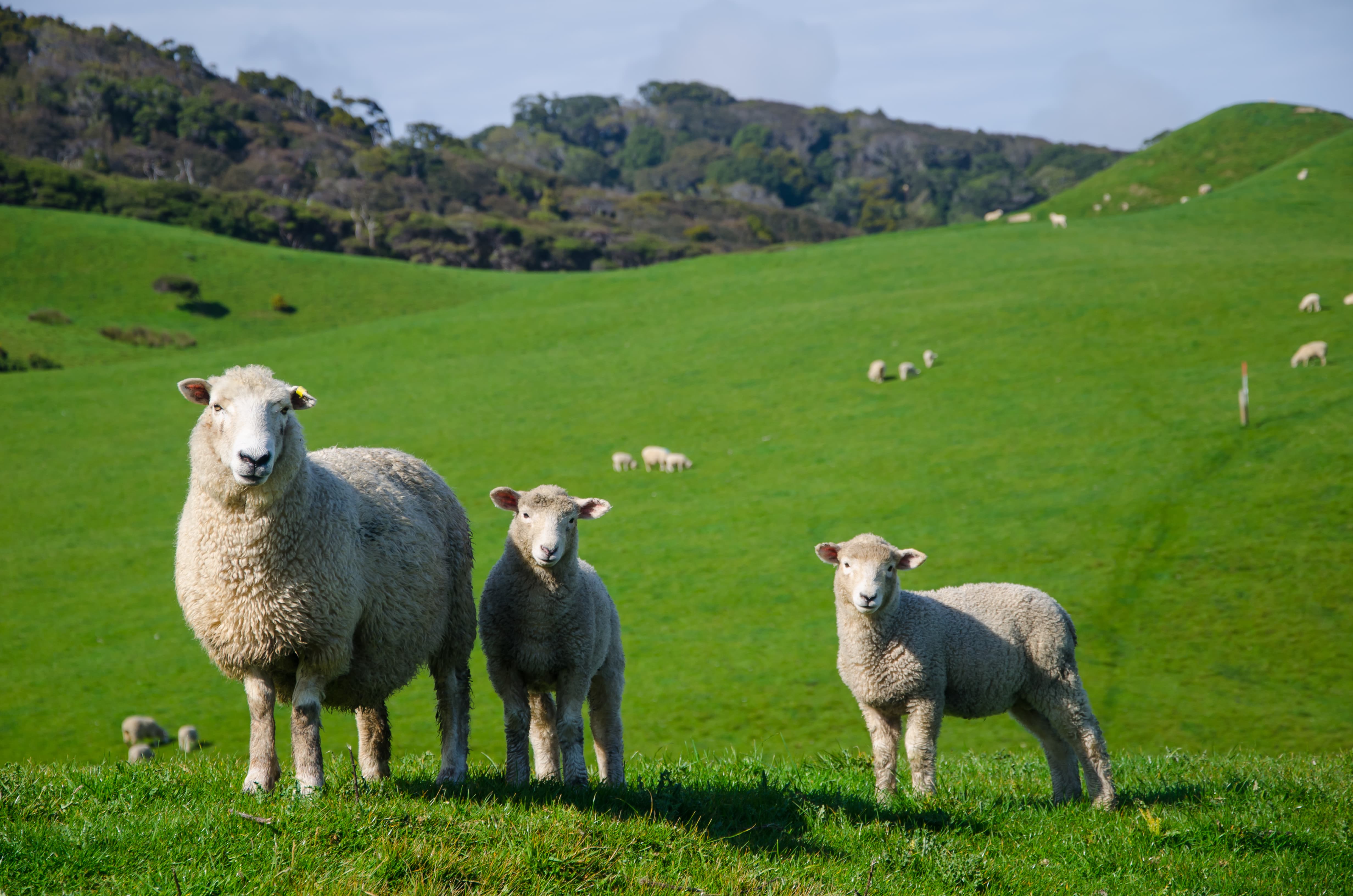 Sheep on the grassland