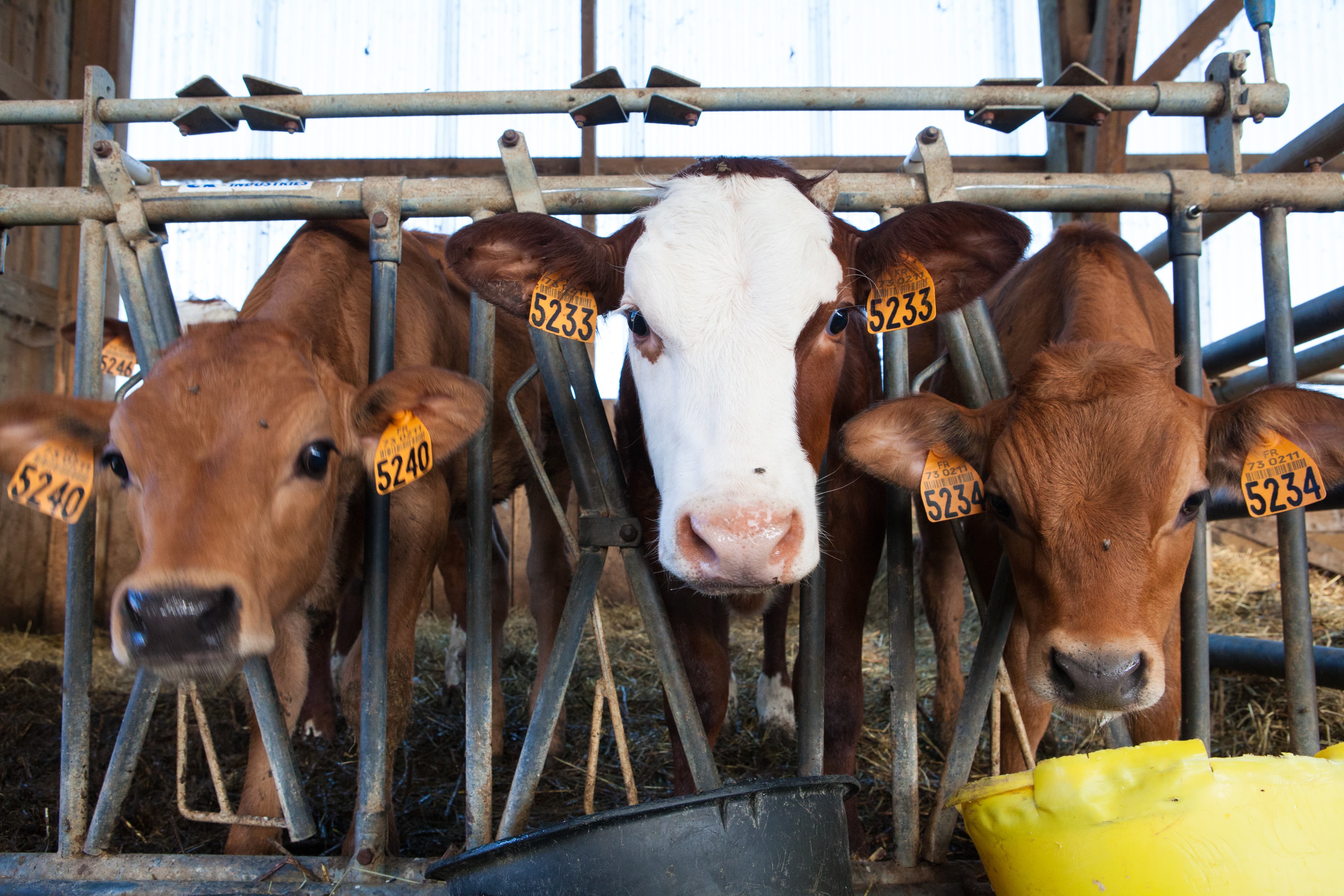 factory milking cows