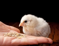 //iprnrwxhkqrq5q.leadongcdn.com/cloud/loBqnKmmSRklljlqqokp/feed-additives-for-broilers.jpg