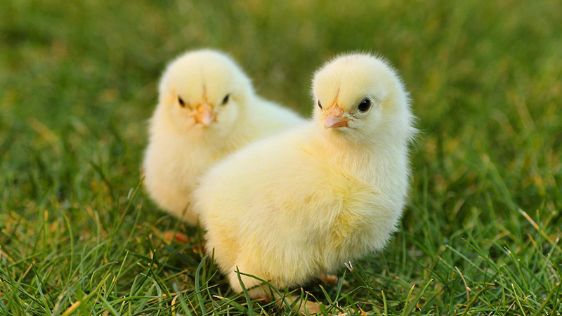 Choline Chloride for Poultry