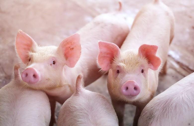 The Application of Tryptophan in Pig Feeding