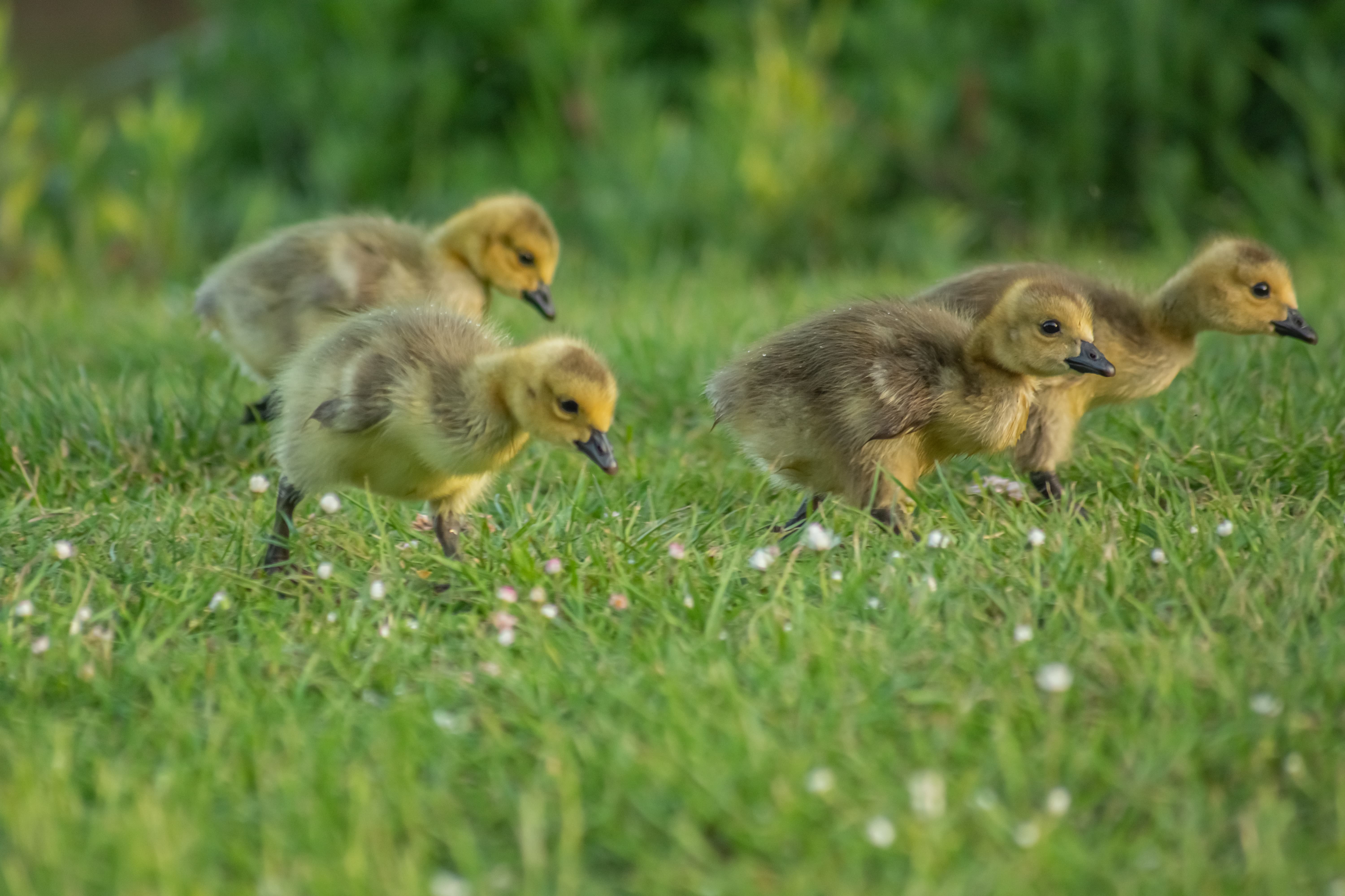 ducks