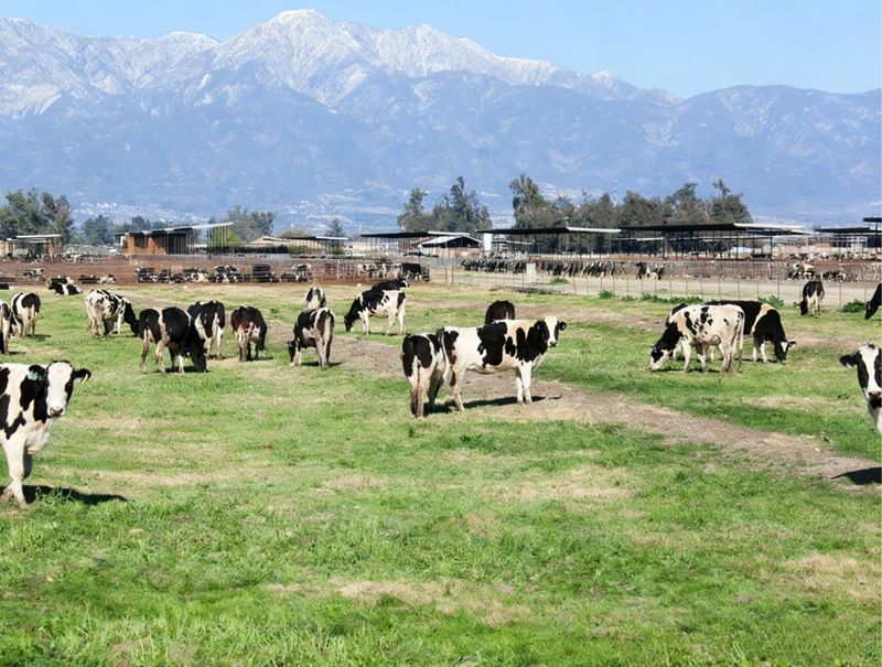 The important role of methionine in dairy cows