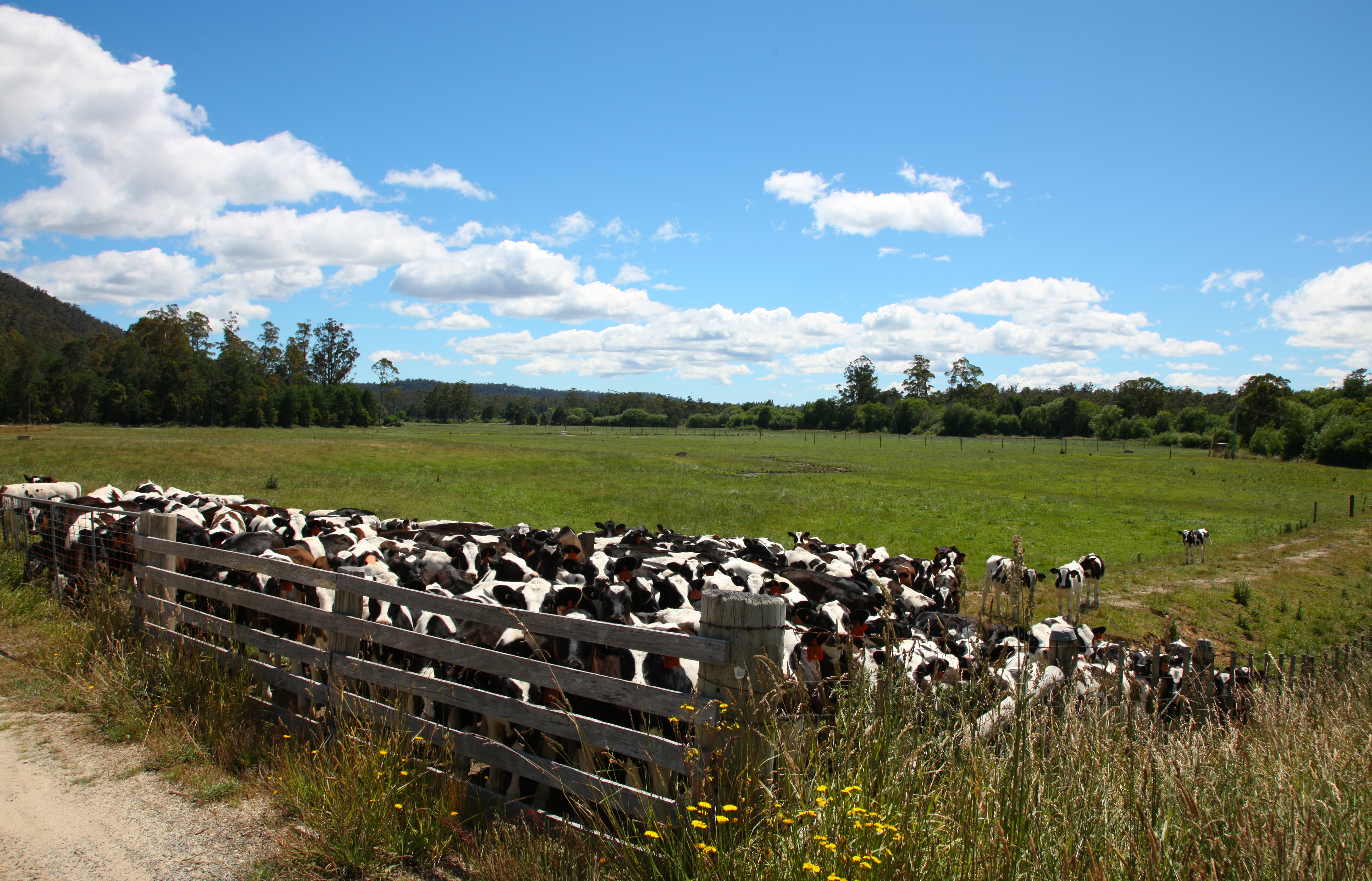 Animals suitable for trace element supplements