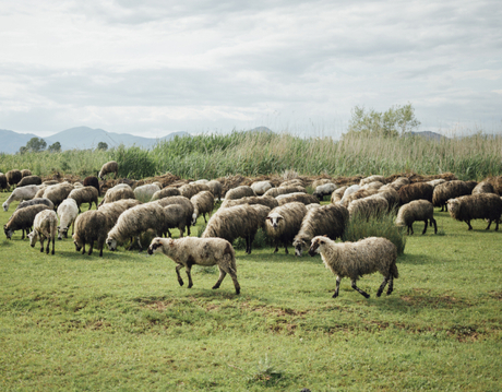 livestock.jpg