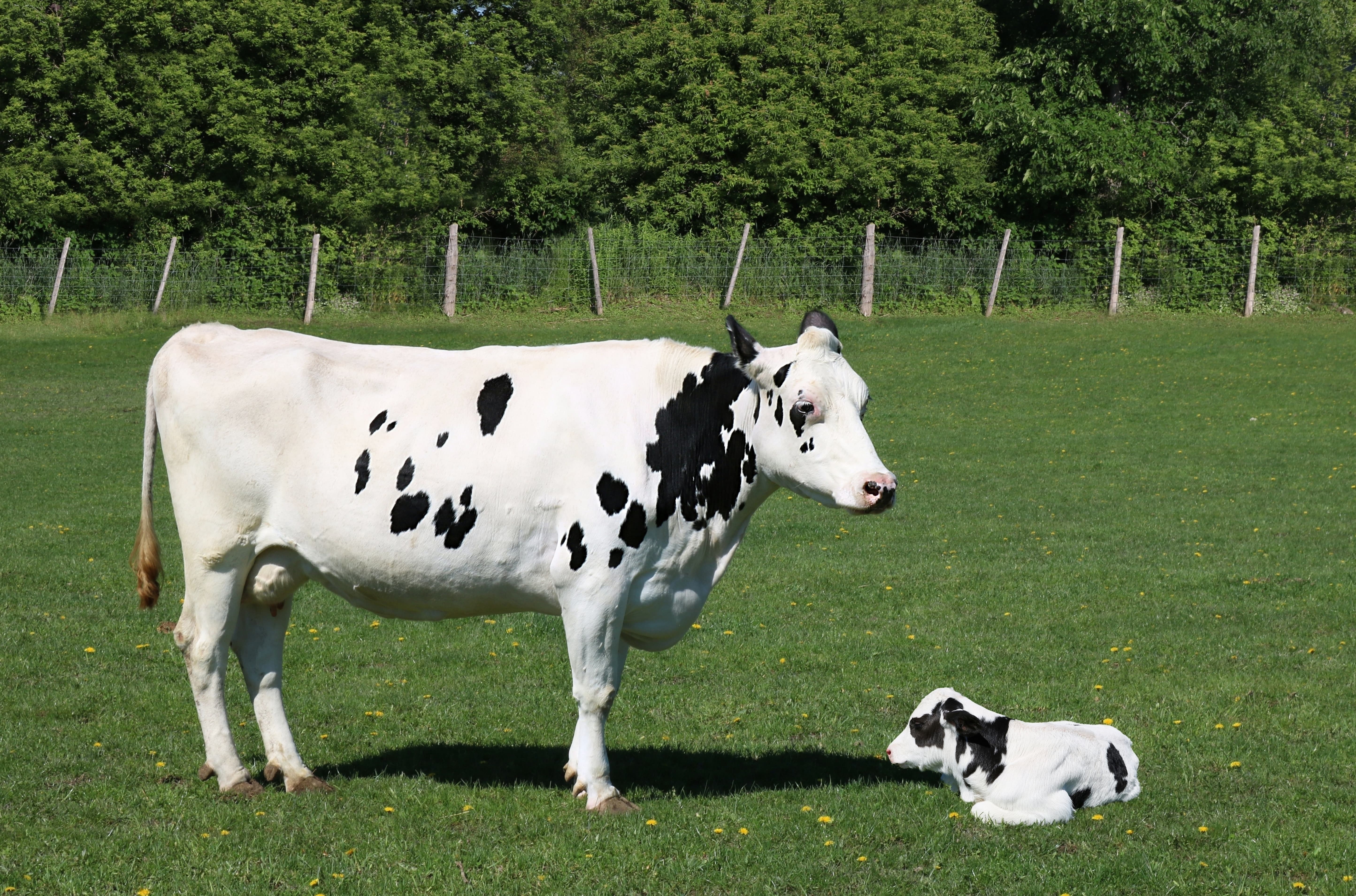 Cow and calf