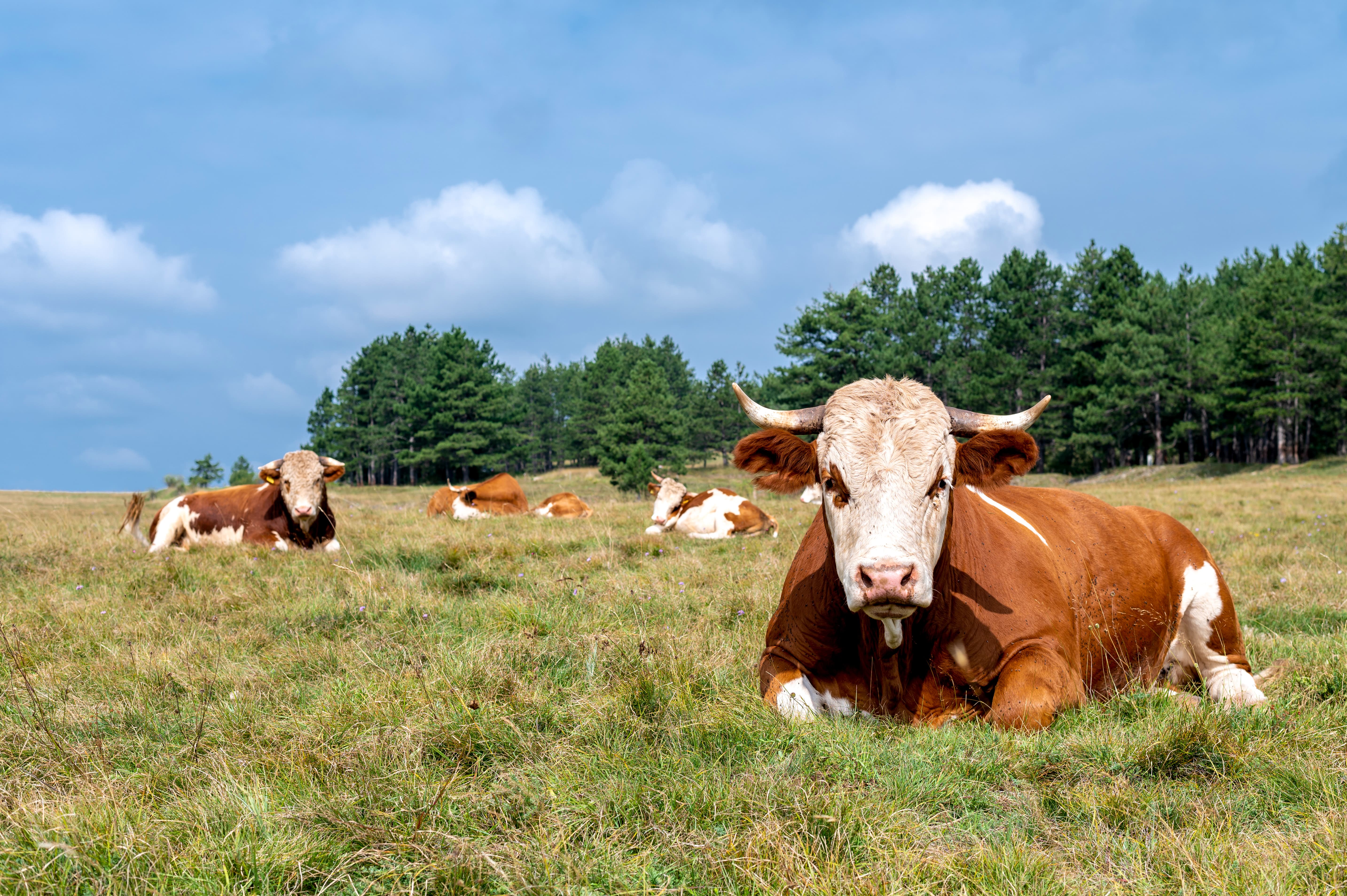 feed additive for cows