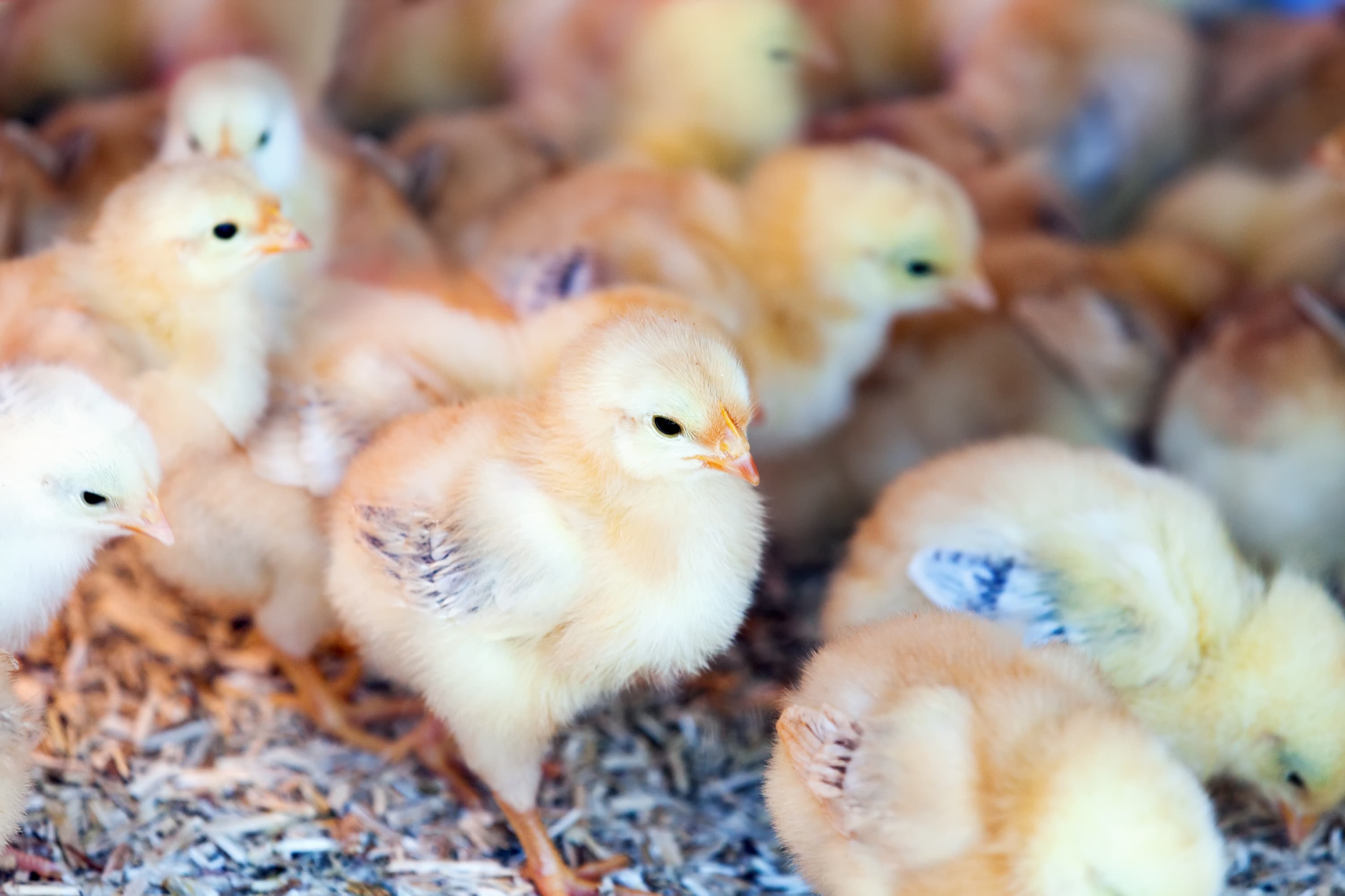 little chicks farm