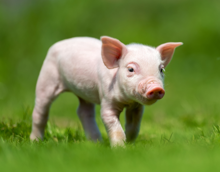 Polifar Pig Premixes: Ensuring Nutrition at Every Growth Stage