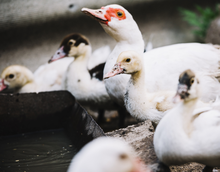 The Scope of Use of Amino Acid Feed