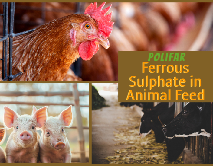 The Role and Benefits of Ferrous Sulphate in Animal Feed