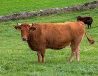 //iprnrwxhkqrq5q.leadongcdn.com/cloud/lpBqnKmmSRrljnnniqkq/cattle.jpg