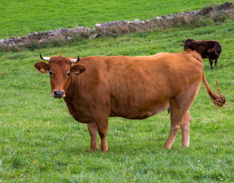 cattle (1).jpg