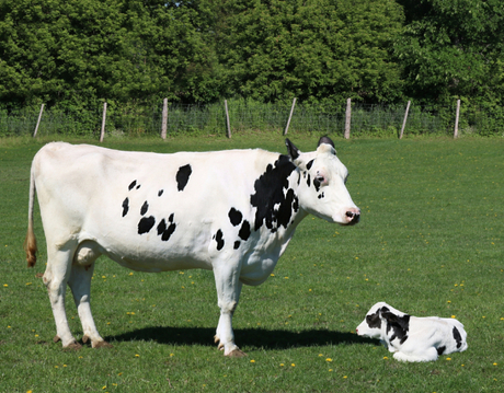 dairy cow.jpg