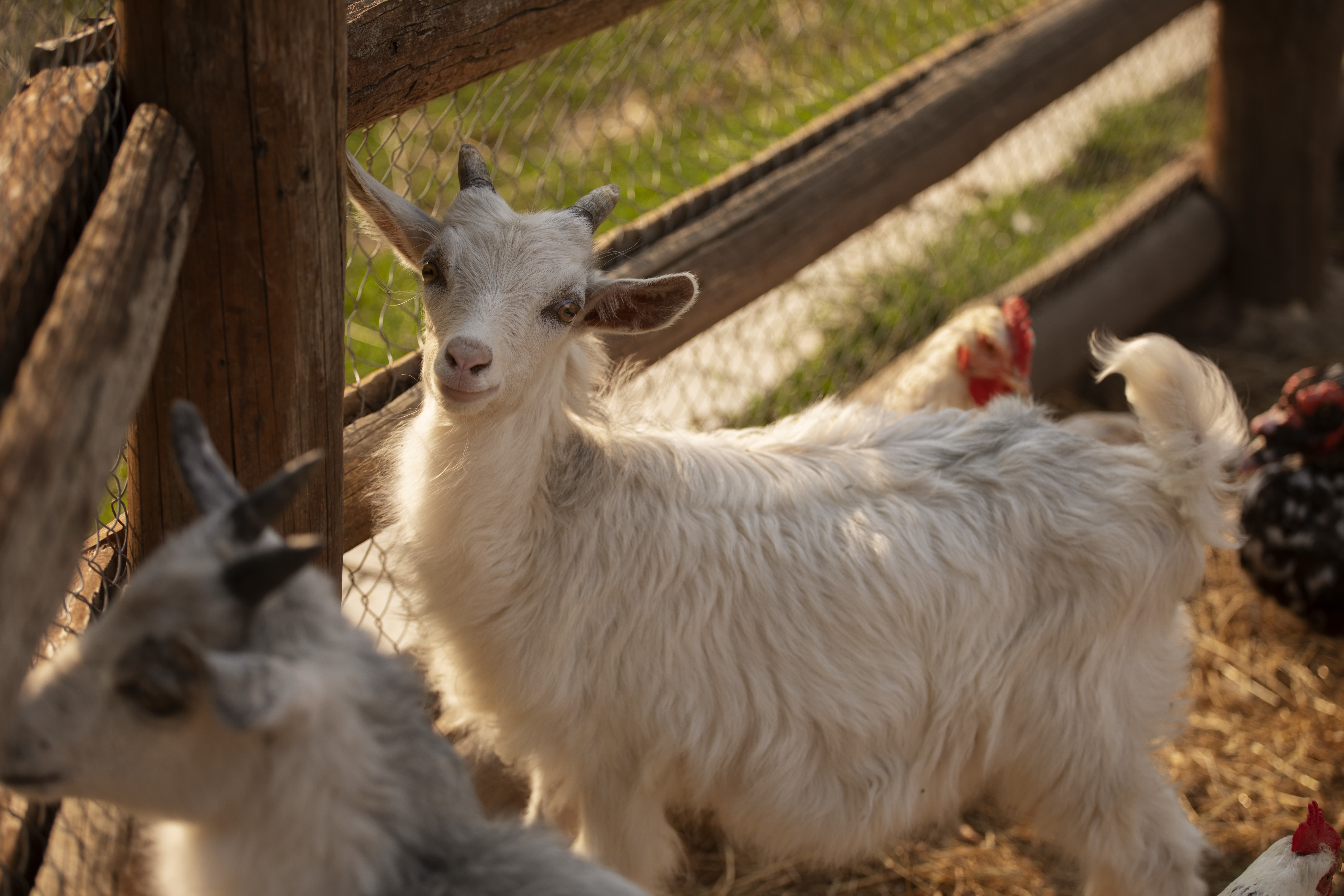 cute goats