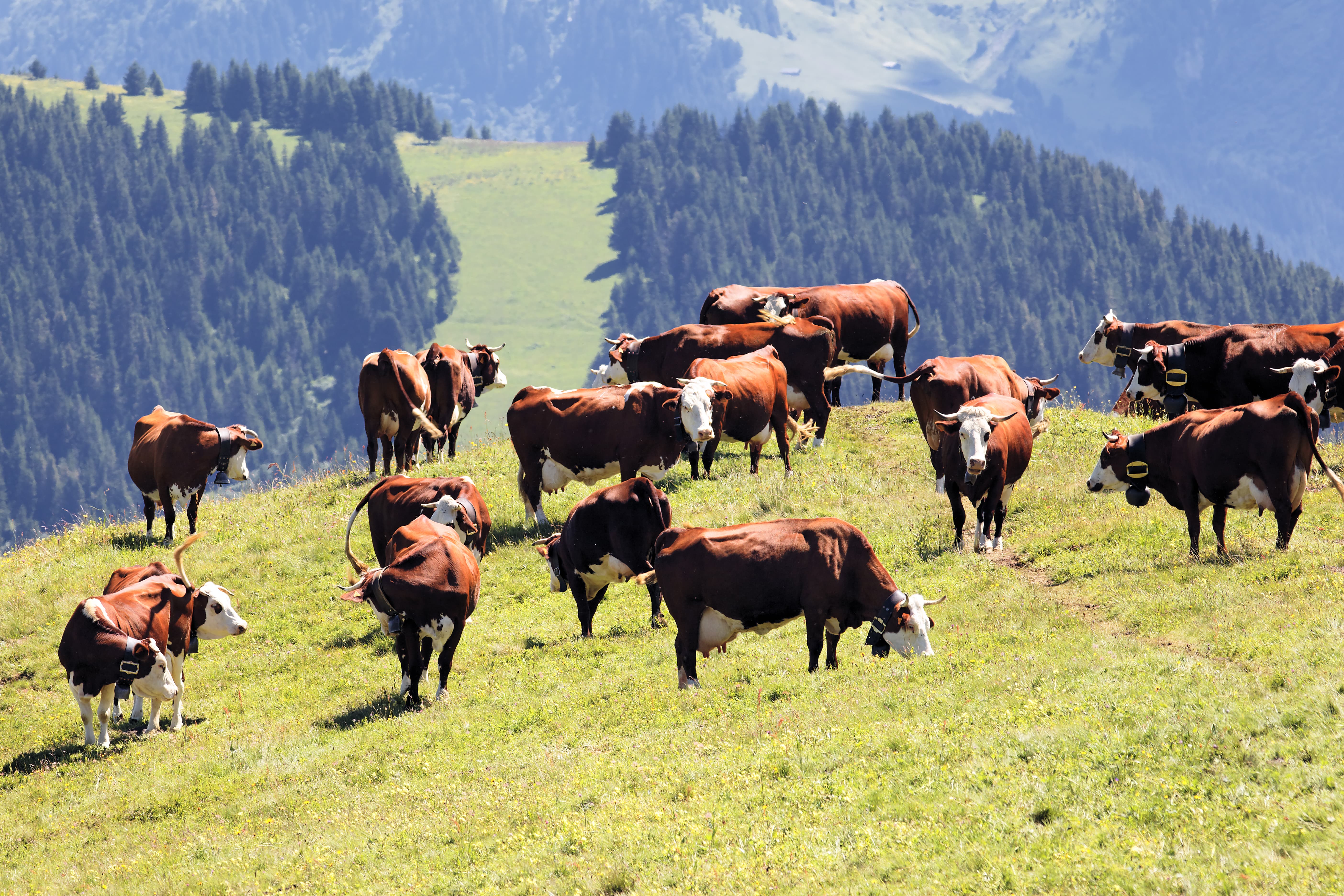 cows need choline chloride
