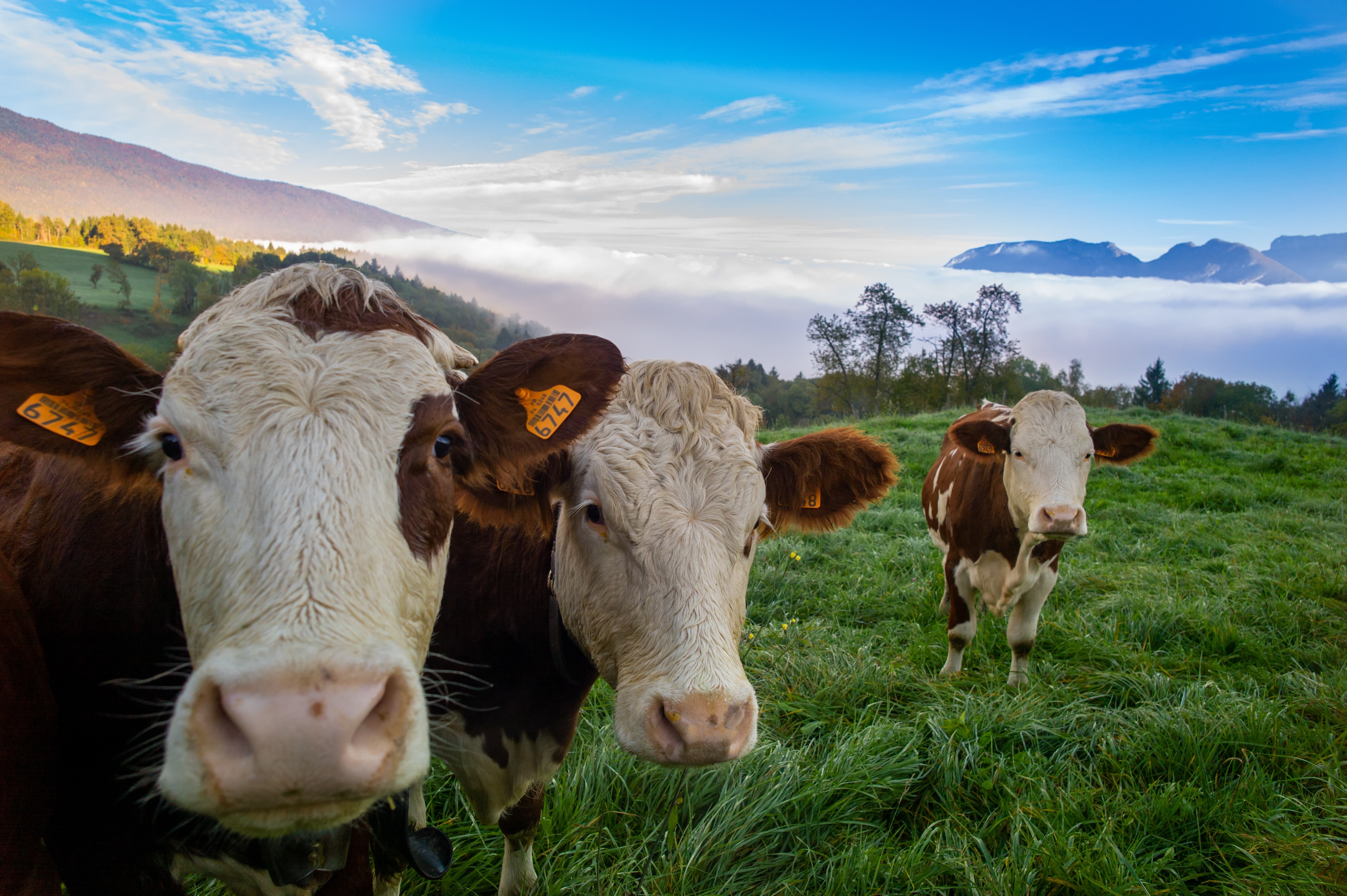 cattle