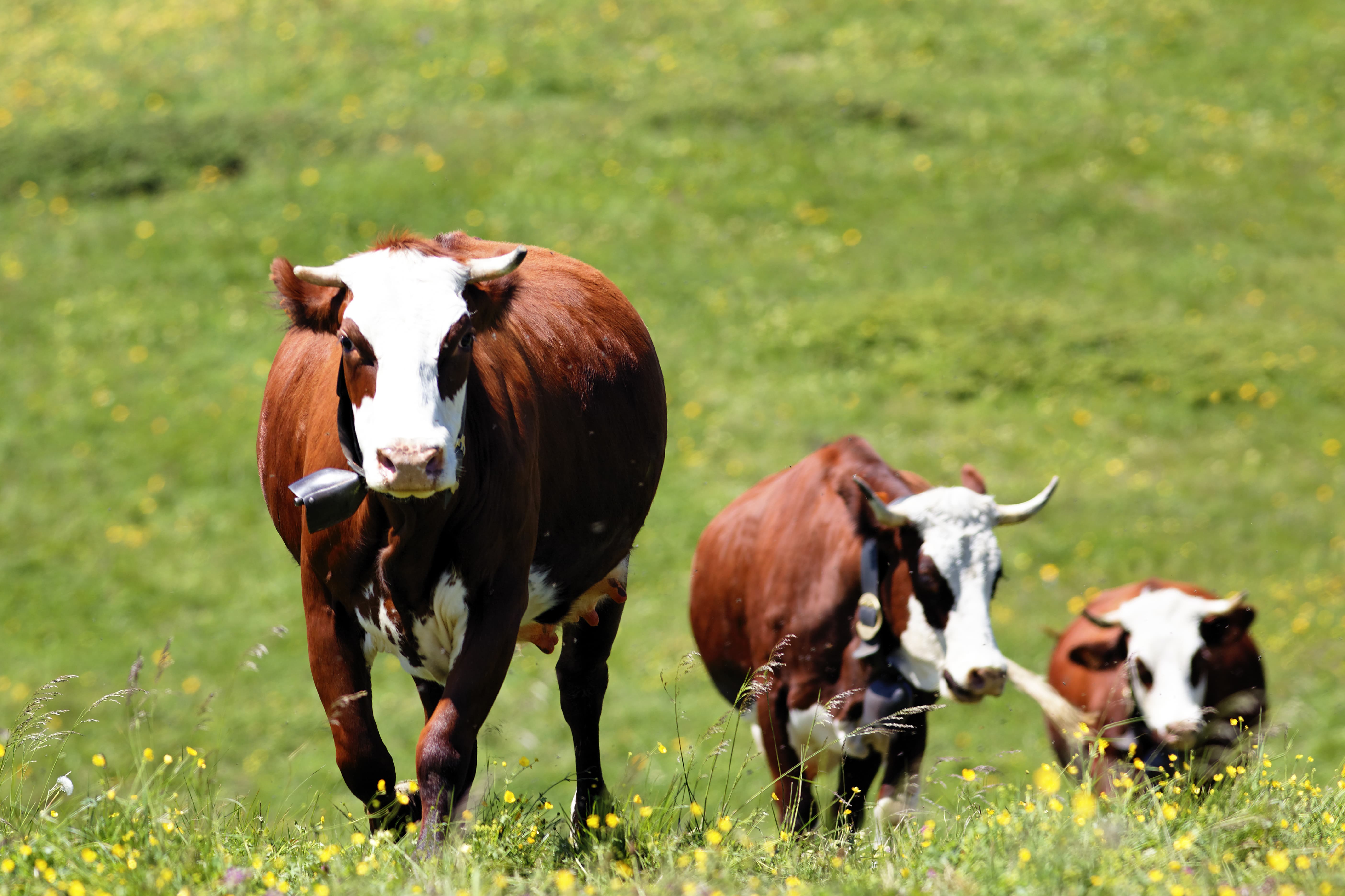 cattle need amino acids