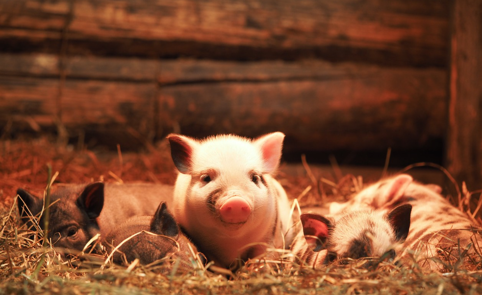 feed piglets