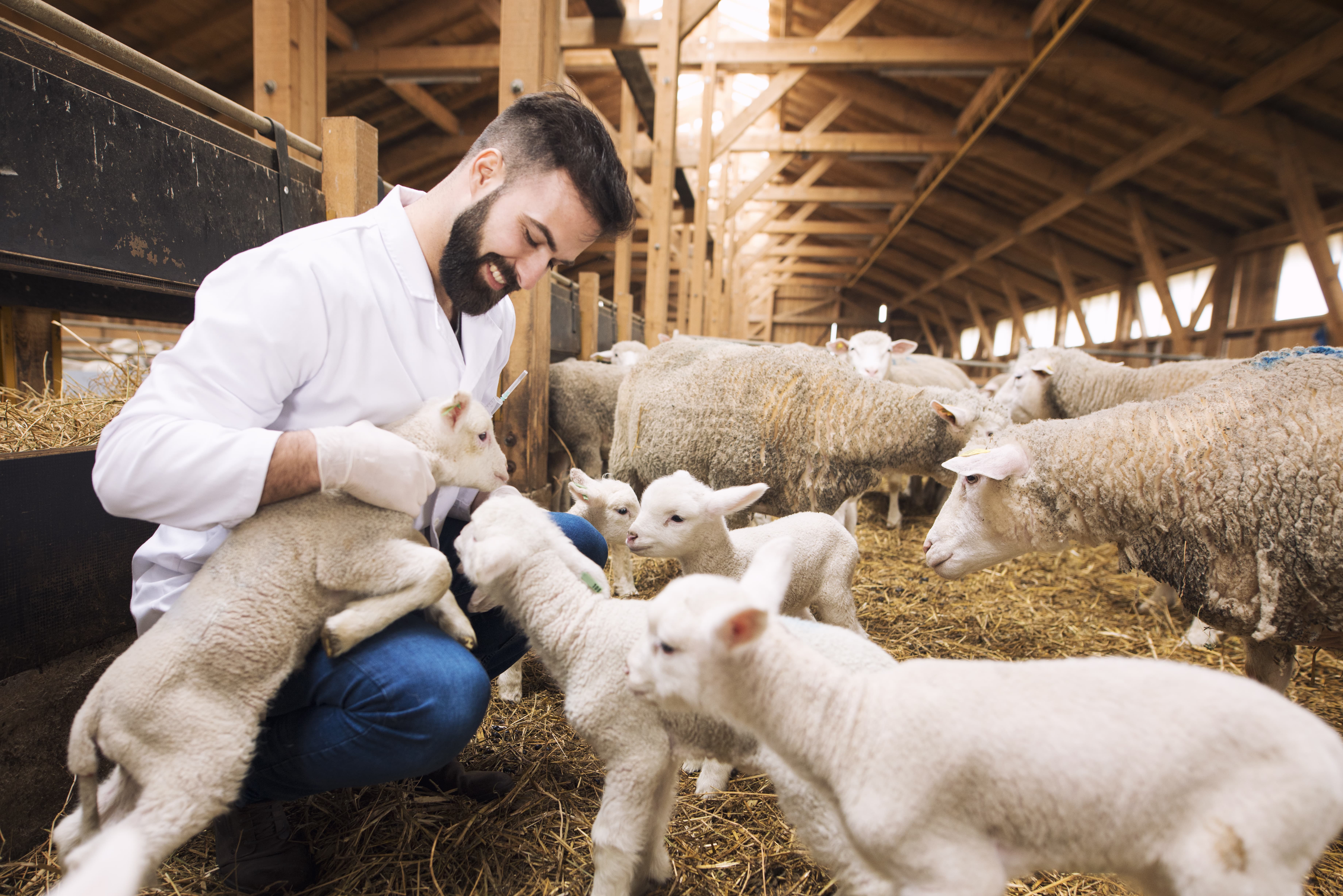 feed additive for sheep