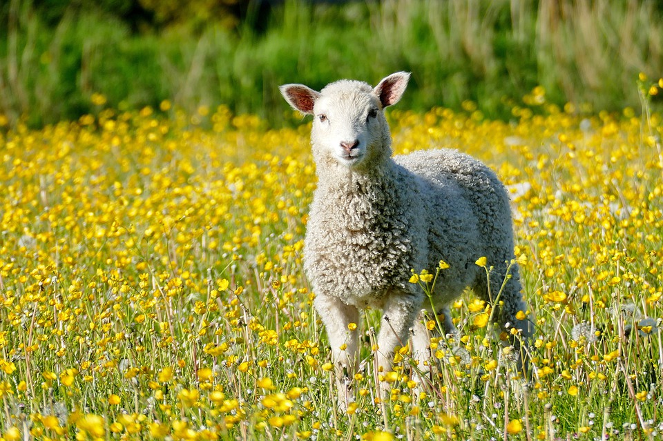amino acid for sheep