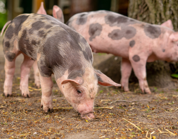 What Are The Consequences of Phosphorus Deficiency?