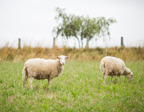 sheep.jpg