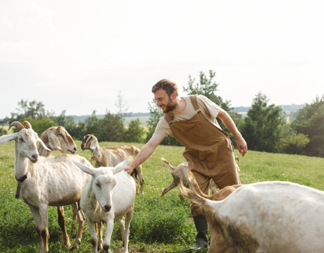 cattle (1).jpg
