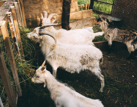L-Threonine for sheep.jpg