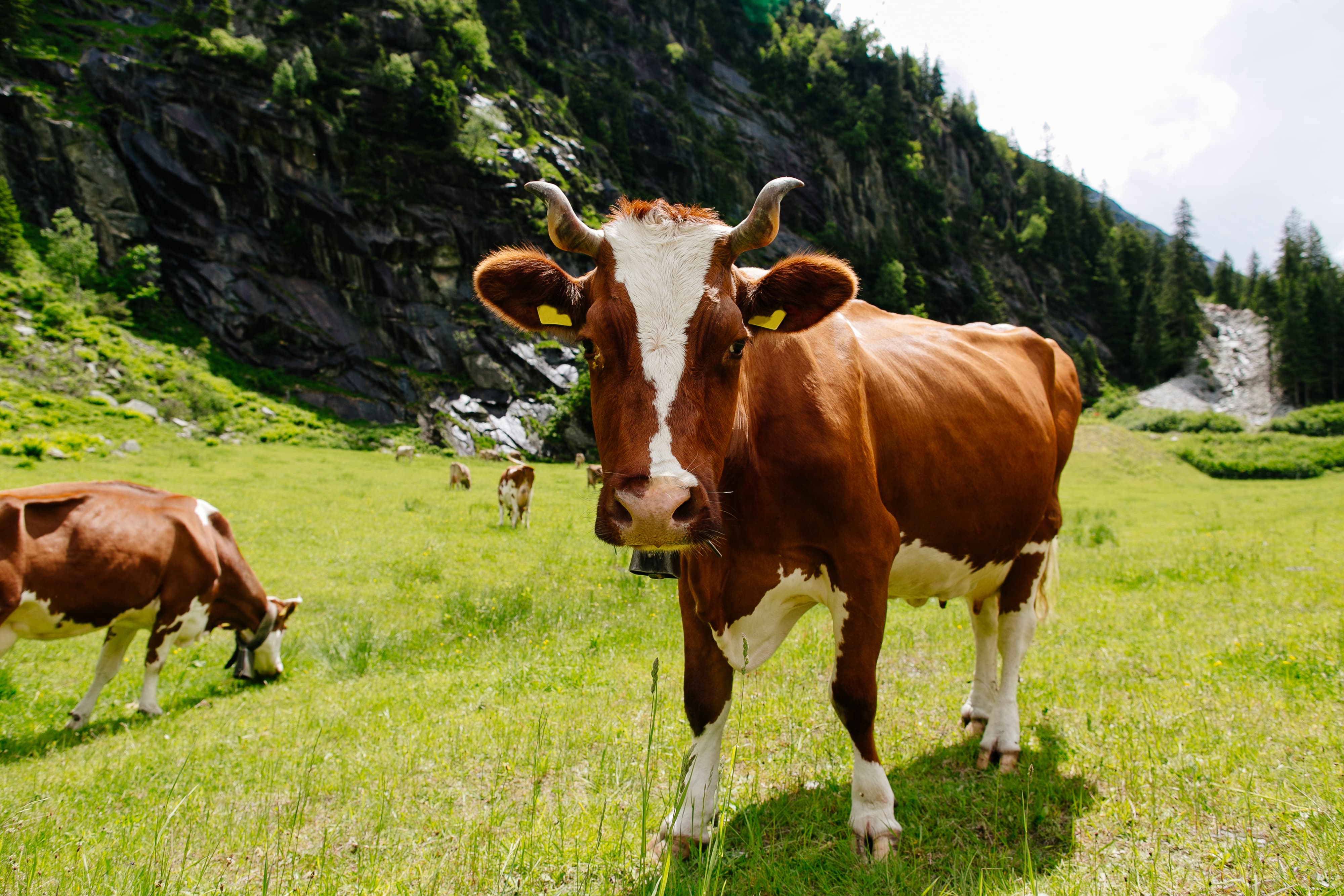 cows