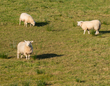 sheep need trace elements.jpg