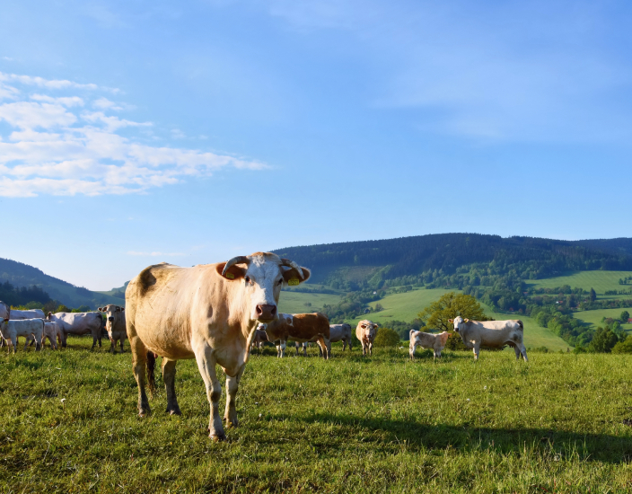 cattle